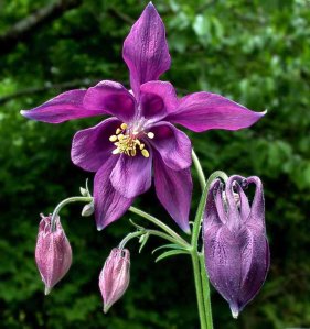 Aquilegia_atrata