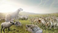Como ovejas sin&nbsp;pastor